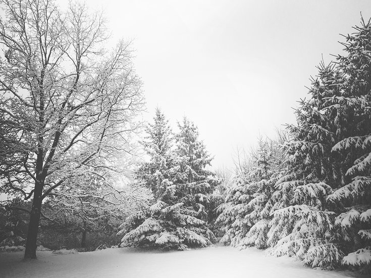 branches_landscape_snow_4620