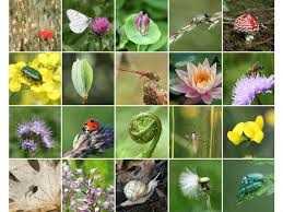 biodiversiteit_1
